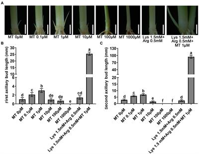 Melatonin Mediates Axillary Bud Outgrowth by Improving Nitrogen Assimilation and Transport in Rice